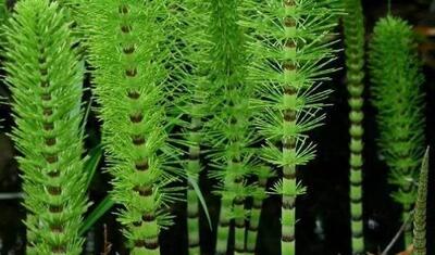 خواص بی نظیر گیاه دم اسب برای مو