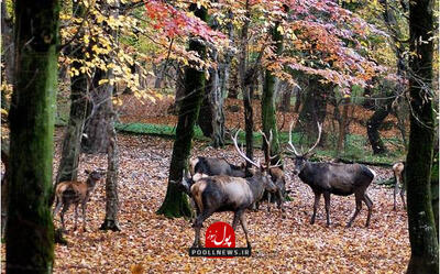افزایش ۲۷۸ درصدی حجم سوختگی پوشش گیاهی کشور در سال جاری