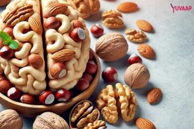 این مغز آجیلی برای کم‌توانی جنسی و ضعف حافظه مفید است | اقتصاد24