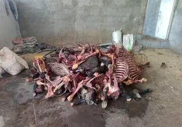 کشف ۱۱ هزار کیلوگرم گوشت اسب در این شهر!
