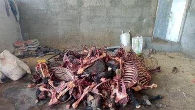 رسوایی گوشت اسب در سنندج/ 11 تن گوشت غیرمجاز کشف شد!