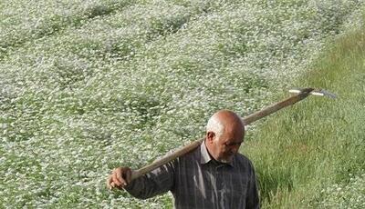 جشنواره گشنیز در سال ۱۴۰۴ در نهاوند برگزار می‌شود