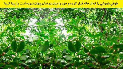 طوطی باهوشی را که از خانه فرار کرده و خود را میان درختان پنهان نموده است را پیدا کنید!