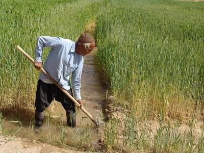 ۳۰ درصد از کشاورزان ایران بالای ۶۰ سال سن دارند