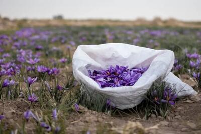 معامله ۴۷ میلیارد تومانی صندوق‌های زعفران در بورس کالا - تجارت‌نیوز
