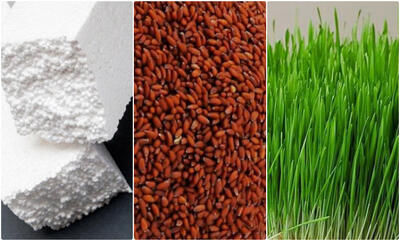 آموزش کاشت سبزه روی فیبر (یونولیت) + زمان و روش نگهداری