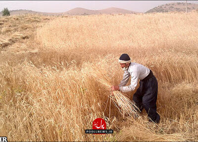 اجرای الگوی کشت در بخش باغبانی تعیین تکلیف شود