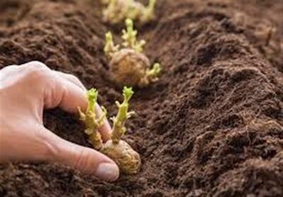 کمبود بذر سیب‌زمینی در اردبیل/مقصر کیست - تسنیم