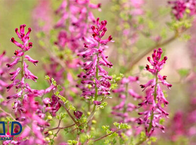 فرمول مصرف این دمنوش برای پاکسازی کبد
