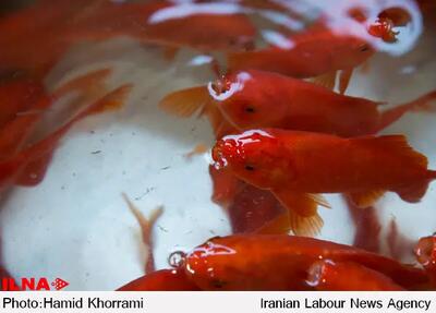 رهاسازی ماهی‌های قرمز در زیستگاه‌های طبیعی، به تعادل اکولوژیکی  آسیب‌ وارد می‌کند
