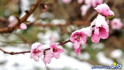 برف مهمان غیرمنتظره بهار ایران | روزنو