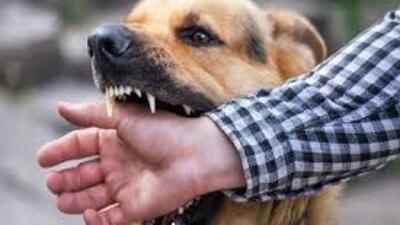 شهروندان سیرجانی در هراس از گازگرفتگی سگ ها +فیلم