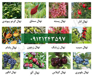 فروش ویژه عیدانه 1170 رقم نهال اصلاح شده و زودبارده + تضمین باردهی و با ارسال یکروزه