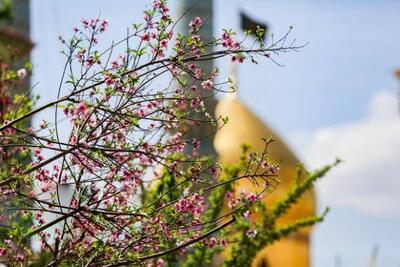 پذیرایی لرستانی‌ها از روزه داران در حرم حضرت معصومه(س) - اکونیوز