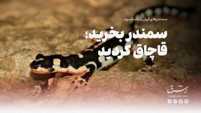 سمندر بخرید، قاچاق کردید