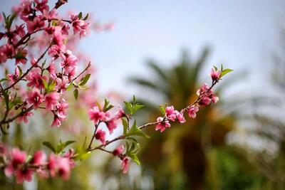آواز احساسی؛ دختر بچه قند خون ملتو انداخت وقتی آهنگ شکوفه میرقصد از باد بهاری رو خوند