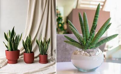 شرایط نگهداری از سانسوریا / گیاه مقاوم و محبوب رو اینجوری شاداب و زیبا نگه دارید