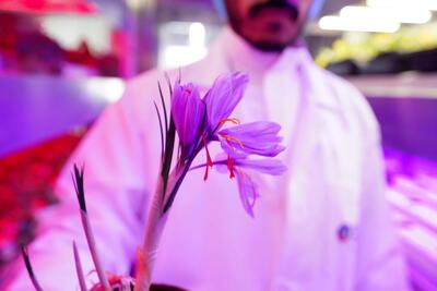 عربستان سعودی به دنبال تصاحب بازار زعفران