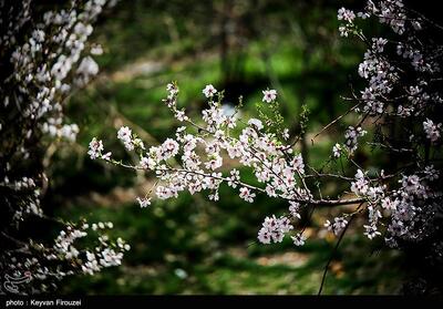 رقص بهاری شکوفه‌ها در سنندج