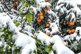 باغداران مراقب سرمازدگی باغات و محصولات کشاورزی خود باشند