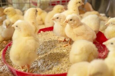 کاهش ۵۰ درصدی خسارت اقتصادی آسیت در جوجه‌های گوشتی