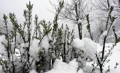 استان محبوب گردشگران برفی شد