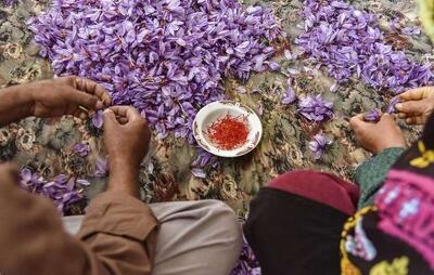 کشاورزی اصفهان باید پابرجا بماند|  ضرورت برندنیگ زعفران نصف جهان و بازاریابی مناسب