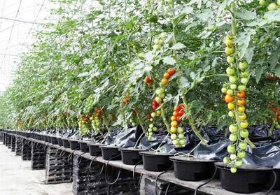 هیدروپونیک، راهکاری نوین برای کشاورزی در شرایط کم آبی - تسنیم