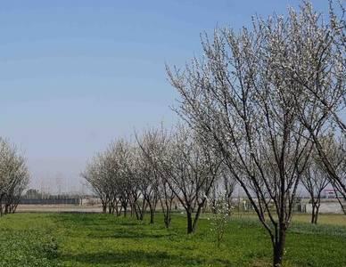 احتمال سرمازدگی باغات چهارمحال و بختیاری طی روزهای آتی
