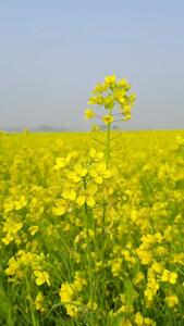 ویدیو خام گل های خردل در فصل بهار برای ادیت