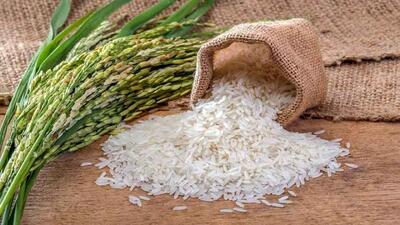برنج چگونه وارد سفره ایرانیان شد؟/ ویدئو