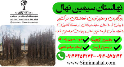 نهال سیب یا خرمالو؟ انتخابی برای باغ ماندگار - خبرنامه