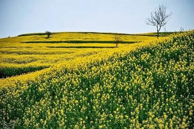 هشدار به باغبانان چهارمحال و بختیاری / احتمال سرمازدگی باغات در این روزها - تجارت‌نیوز