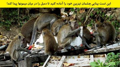 در این تست بینایی چشمان تیزبین خود را آماده کنید تا دمبل را در میان میمونها پیدا کند!