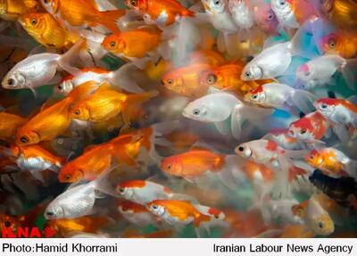 ماهی قرمز تهدیدی جدی برای اکوسیستم طبیعی است