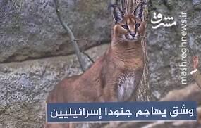 ماجرای سیاهگوشی که چند سرباز اسرائیلی را مجروح کرد چه بود؟+ فیلم