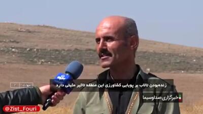 تالاب کانی‌برازان میزبان پرندگان مهاجر