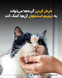 راز جالب خرخر گربه‌ها؛ روشی طبیعی برای ترمیم استخوان‌ها - سبک ایده آل