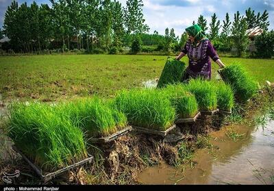 کشاورزان گیلانی سال کم‌تنش آبی را تجربه می‌کنند