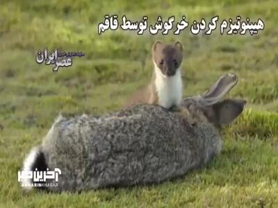 هیپنوتیزم کردن خرگوش توسط قاقم