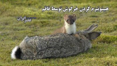هیپنوتیزم کردن خرگوش توسط قاقم / یک توانایی جادویی عجیب (فیلم)