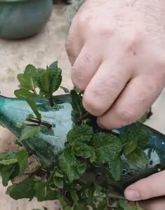 ایده کاشت نعناع خیلی ساده در خانه / کاشت نعنا در بطری نوشابه