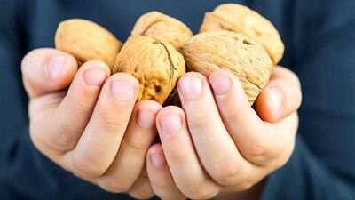 فروش پربارترین و زودبازده ترین نهال های گردو در نهالستان پالیز با۴۰٪درصد تخفیف