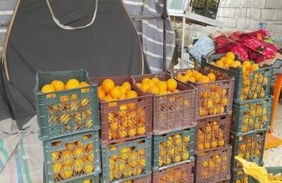 تامین و توزیع میوه تنظیم بازاری بدون مشکل ادامه دارد