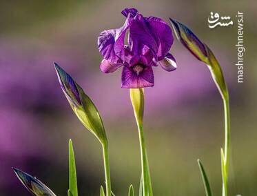 تصویری از گل زنبق وحشی در ارتفاعات مازندران در فروردین 1404