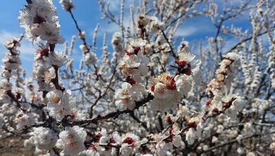 شکوفه‌های بهاری باغات مشگین‌شهر