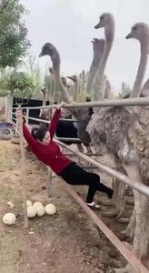 فیلم ابتکار جالب برای برداشت تخم شترمرغ