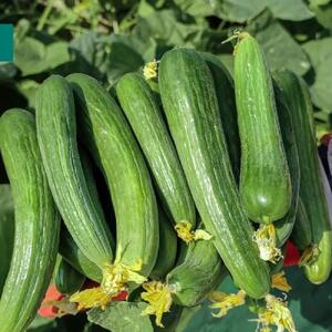 درمان این بیماری شایع با تلخی ته خیار