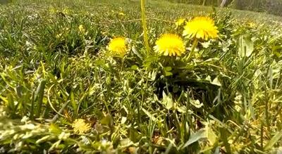 نمایی چشم نواز از طبیعت بهاری مشهد از لنز دوربین شهروندخبرنکار + فیلم
