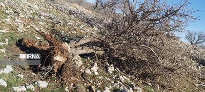 علت مرگ دسته‌جمعی درختان دینارکوه آبدانان چه بود؟